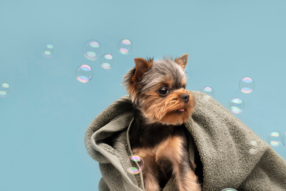 Pawsitively Perfect: How to Spoil Your Dog with Love and Fun!